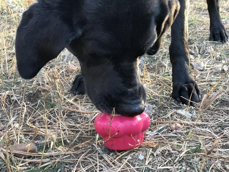 Durable Rubber Chew Toy & Treat Dispenser