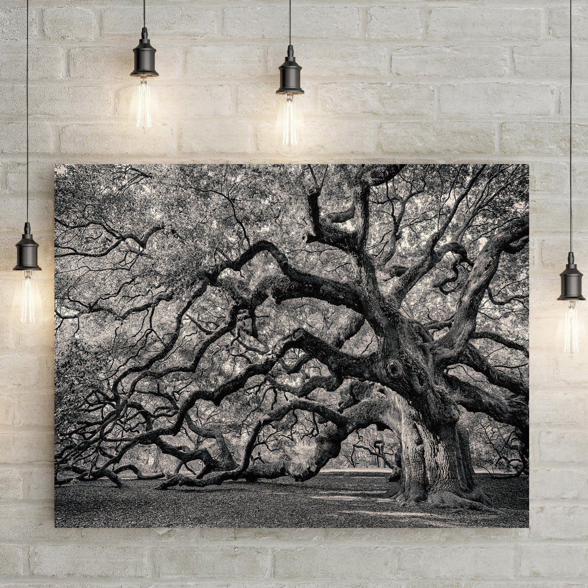 Monochrome Angel Oak Tree Canvas