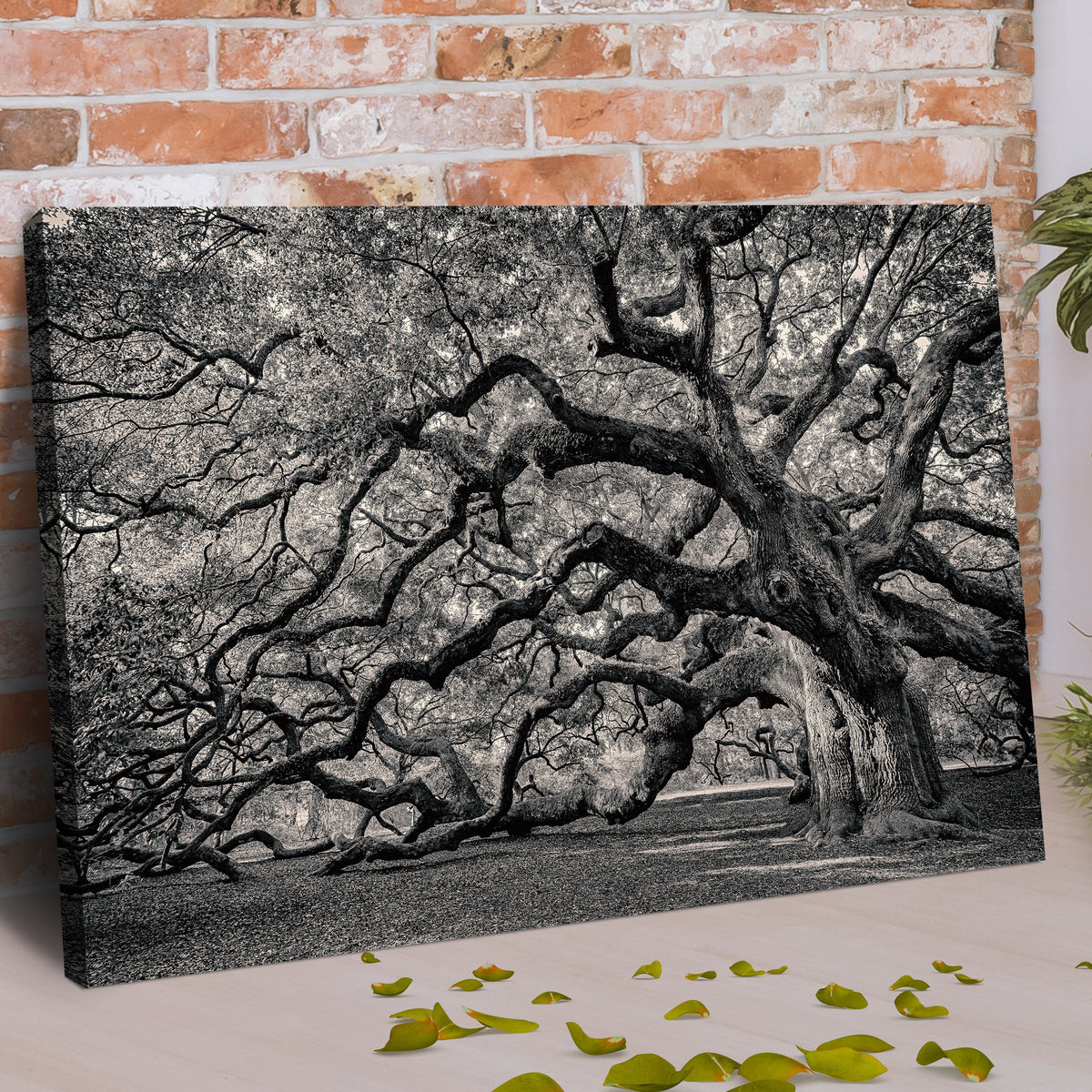 Monochrome Angel Oak Tree Canvas