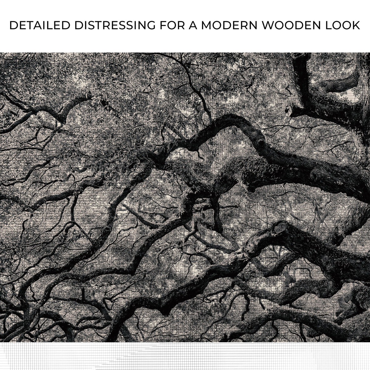 Monochrome Angel Oak Tree Canvas