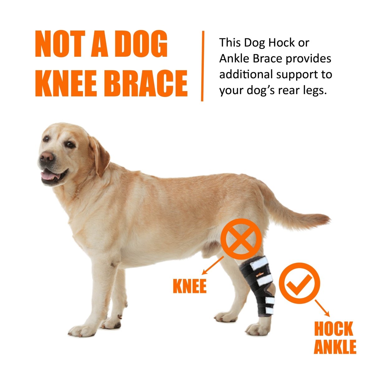 Rear Leg Hock Brace with Safety Reflective Straps for Large Dogs