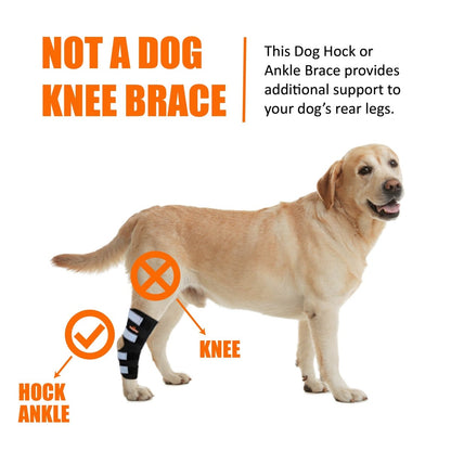 Rear Leg Hock Brace with Safety Reflective Straps for Large Dogs